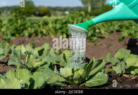 Eine Gießkanne aus Kunststoff gießt vor dem Hintergrund saftiger Kohlblätter Wasser über die Gemüsebeete. Nahaufnahme eines Bettes mit Peking-Kohl Stockfoto