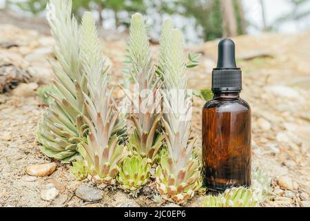 Eine Tropfflasche aus braunem Glas mit Serum, ätherischem Öl oder anderen kosmetischen Mitteln und Sukulenten im Freien. Natürliche Organische Spa Kosmetische Schönheit Stockfoto