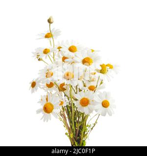 Bouquet von Chamomiles oder Gänseblümchen isoliert auf weißem Hintergrund. Stockfoto