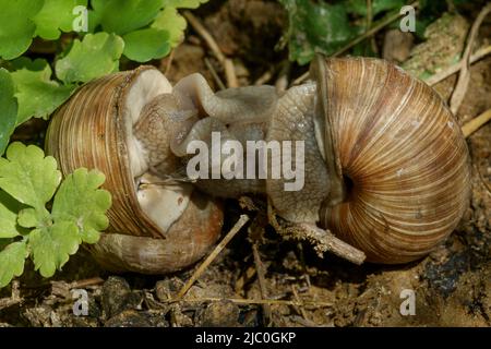 römische essbare burgunderrote Schnecken Helix pomatia Paarung in ländlichen Garten ungarn Stockfoto