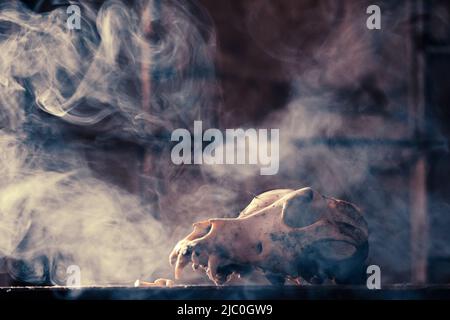 Schädel eines Hundes in geheimnisvollem, nebligen Licht. Gruselige, Horror-Tapete für Halloween. Stockfoto