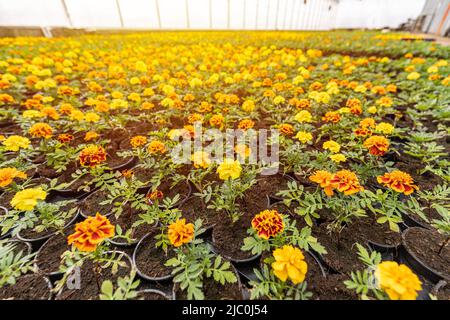 Blühende Tagesblüten blühen im Gewächshaus und sind zum Verkauf bereit. Orangefarbene und gelbe Ringelblumen blühen Stockfoto