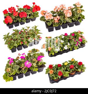 Set von schönen Sommer Balkon Blumen isoliert auf weißem Hintergrund Stockfoto