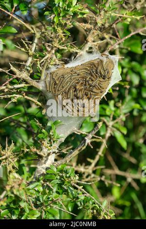 Kleine Ermine Moth Raupen Yponomeuta Art) haarlos, cremeweiß in der Farbe mit variablen schwarzen Markierungen. Stockfoto