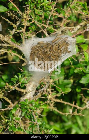 Kleine Ermine Moth Raupen Yponomeuta Art) haarlos, cremeweiß in der Farbe mit variablen schwarzen Markierungen. Stockfoto