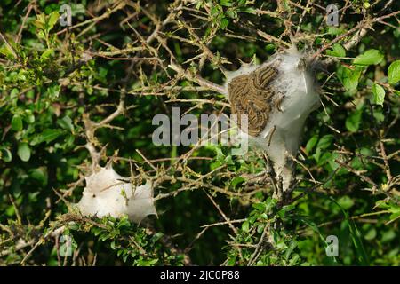 Kleine Ermine Moth Raupen Yponomeuta Art) haarlos, cremeweiß in der Farbe mit variablen schwarzen Markierungen. Stockfoto