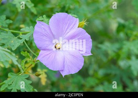 Alyogyne huegelii, blauer Hibiskus, lila Hibiskus, Hibiscus huegelii. Blasser Fliederblüte Stockfoto