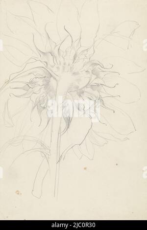 Sonnenblume, Zeichner: Antoon Derkinderen, 1869 - 1925, Papier, H 273 mm × B 182 mm Stockfoto