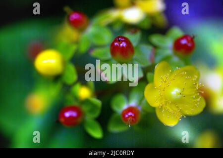 Hypericum androsaemum / tutsan / shrubby St. John's Wort / süß-bernsteinfarben, ithe Garden Station, restaurierter viktorianischer Bahnhof, Langley-on-Tyne, Nort Stockfoto