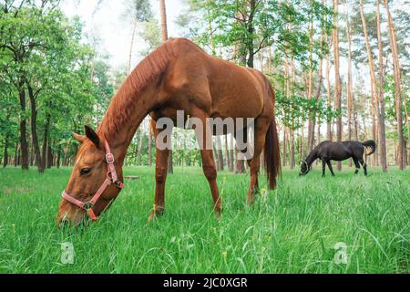 Zwei Pferde grasen im Wald Stockfoto