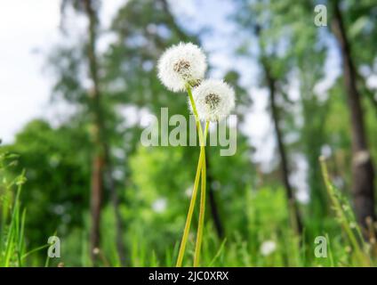 Zwei miteinander verflochtenen, blühenden Dandelionen auf der Wiese fokussieren sich auf den Vordergrund. Stockfoto