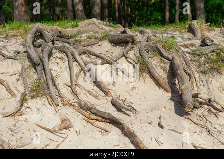 Große Fläche von Baumwurzeln, die aufgrund der Bodenerosion über den Boden aufsteigen. Stockfoto