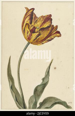 Gelb-orange-rote Tulpe, Zeichner: Anonym, 1700 - 1800, Papier, Stift, Bürste, H 298 mm × B 201 mm Stockfoto