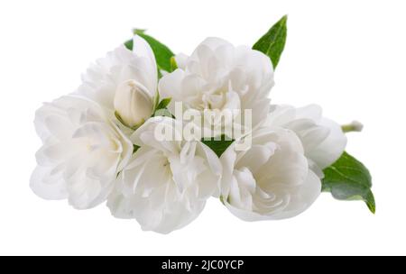 Jasminblüte, isoliert auf weißem Hintergrund. Weiße terry Jasminblüten Stockfoto