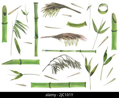 Aquarell-Illustration eines Satzes von Bambusteilen. Stängel, Blätter, Blumen, Samen. Stockfoto