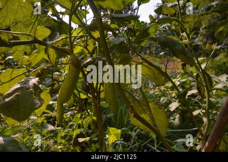 Erntefertige grüne Aubergine auf dem Baum im Garten Stockfoto