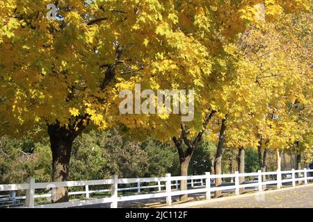 Gelbe Herbstapeln in einem Stadtpark mit weißem Zaun bei sonnigem Wetter Stockfoto