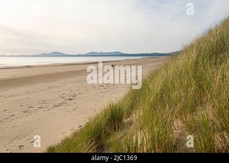 Harlech Strand an der Küste von Nord-Wales. Blick auf die Hügel der Halbinsel Lleyn an einem warmen Frühlingsabend. Stockfoto