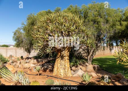 Großer Köcherbaum, der in einem Garten mit anderen Sukulenten und einem Baum dahinter wächst. Köcherbaum ist in Afrikaans als Kocurbom bekannt Stockfoto