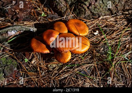 Pilze, die am Fuß eines Baumes wachsen, werden von Kiefernnadeln umgeben. Stockfoto