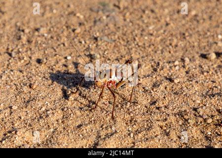 Nahaufnahme Selektive Konzentration auf ein Panzerfeld-Cricket, auch bekannt als Corn Cricket. Wissenschaftlicher Name: Acanthoplus discoidalis. Heimisch in den Karoo und Kalahari Stockfoto