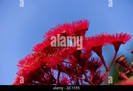 Leuchtend rosa und rote Blüten von Australian Red Flowering Gum, Corymbia ficifolia, vor einem blauen Himmel. Queensland Garden. Speicherplatz Kopieren. Stockfoto