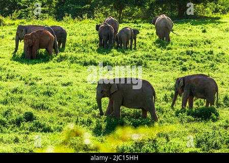 Blick aus dem hohen Winkel auf eine Herde asiatischer Elefanten, die an einem regnerischen Morgen auf dem grünen Grasland grasen. Kui Buri Nationalpark, Thailand. Stockfoto