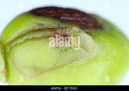 Kirschkäfer oder Steinobstkäfer Anthonomus Furcipes rectirostris. Ein Ei, das unter die Haut einer unreifen Kirschfrucht gelegt wird. Stockfoto
