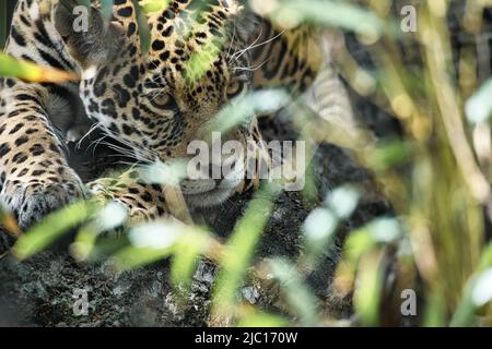 Jaguar liegt hinter Gras. Geflecktes Fell, getarnt lauert. Die große Katze ist ein Raubtier. Schauen Sie zum Betrachter. Tierfoto eines Jägers Stockfoto