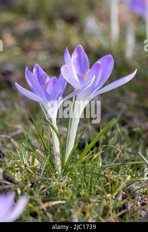 Frühe Krokus, Waldkrokus, Tomasini-Krokus (Crocus tommasinianus), zwei Blüten, Deutschland, Bayern Stockfoto