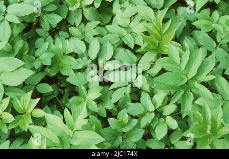 Bodenelder, Goutweed (Aegopodium podagraria), Blätter, Deutschland Stockfoto