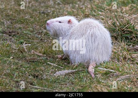 Coypu, Nutria (Myocastor coypus), Albino im Grasland, Deutschland, Bayern, Erdinger Moos Stockfoto