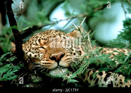 leopard (Panthera pardus), Weibchen schläft auf einem Baum, Kenia, Kenia, Masai Mara National Park Stockfoto