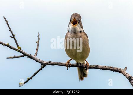 whitethroat (Sylvia communis), Sitzstangen singen auf einem Ast, Vorderansicht, Deutschland, Baden-Württemberg Stockfoto