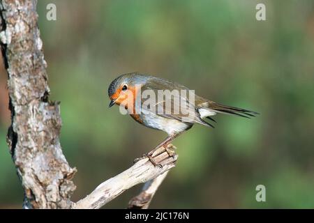 Rotkehlchen (Erithacus Rubecula), sitzt auf einem Ast, Deutschland Stockfoto