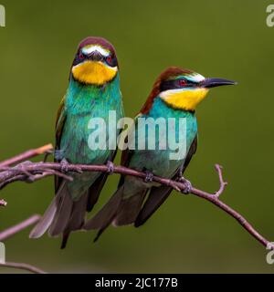 Europäischer Bienenfresser (Merops apiaster), zwei Bienenfresser auf einem Zweig, Deutschland, Baden-Württemberg Stockfoto