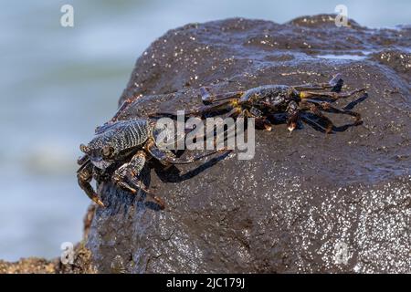 Dünngeschälte Steinkrabbe (Grapsus tenuicrustatus), auf Lavasteinen im Auftrieb, USA, Hawaii, Maui Stockfoto