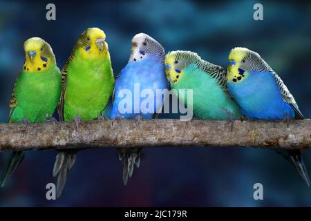 Wellensittich, Wellensittich, Wellensittich (Melopsittacus Undulatus), auf einem Ast Stockfoto