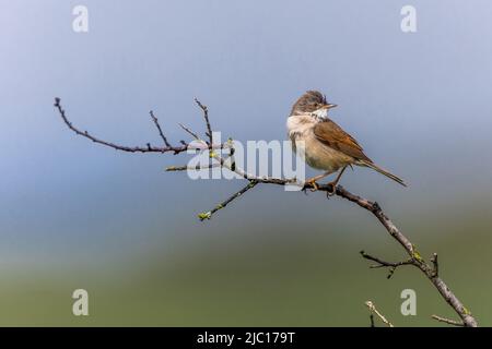 whitethroat (Sylvia communis), Sitzstangen auf Ast und Peering, Seitenansicht, Deutschland, Baden-Württemberg Stockfoto