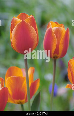 Gemeine Gartentupe (Tulipa spec.), orange geflasene Blüten Stockfoto