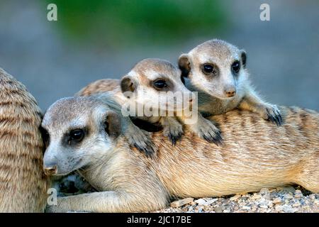 surikat, Schlankschwanzmeerkat (Suricata suricatta), Mutter mit Welpen, Namibia, Keetmanshoop Stockfoto