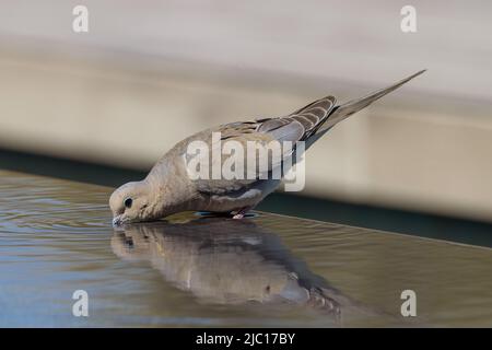 Trauertaube (Zenaida macroura), Trinken vom Poolrand, Spiegelbild, USA, Arizona, Scottsdale Stockfoto