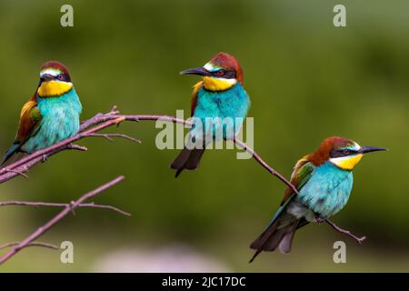 Europäischer Bienenfresser (Merops apiaster), drei Bienenfresser auf einem Zweig, Deutschland, Baden-Württemberg Stockfoto