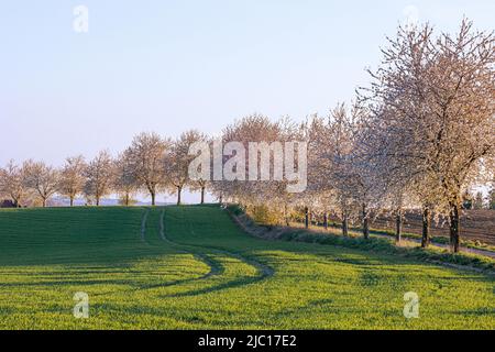 Kirschbaum, Süßkirsche (Prunus avium), blühende Kirschallee im Hintergrund, Deutschland, Bayern, Grünbach Stockfoto