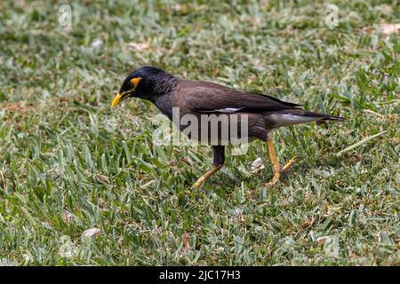 Mynah (Acridotheres tristis), Nahrungssuche, USA, Hawaii, Maui Stockfoto