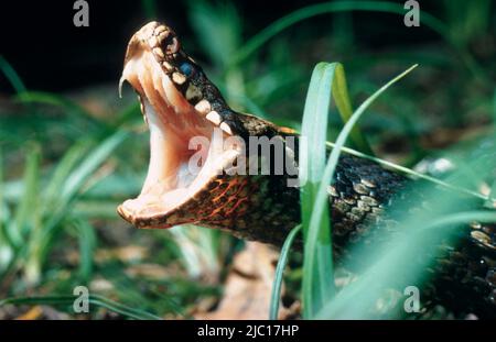 Adder, gemeine Viper, gemeine Europäische Viper, gemeine Viper (Vipera berus), Porträt, frontal, mit geöffnetem Mund, giftgang sichtbar, Deutschland Stockfoto