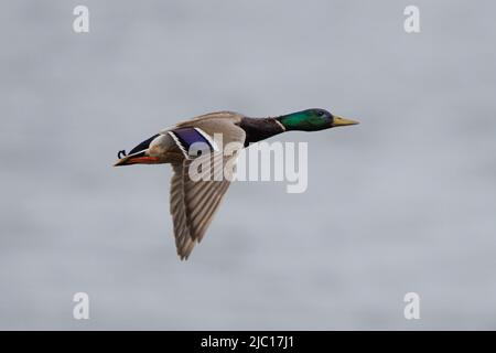 mallard (Anas platyrhynchos), Flying drake, Deutschland, Bayern Stockfoto