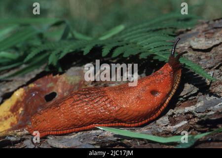 Rote Schnecke, große rote Schnecke, größere rote Schnecke, Schokolade-arion, Europäische rote Schnecke (Arion rufus, Arion ater ssp. rufus), kriechend auf Holz, Deutschland Stockfoto