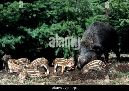 Wildschwein, Schwein, Wildschwein (Sus scrofa), Weibchen mit Ferkeln, Deutschland Stockfoto