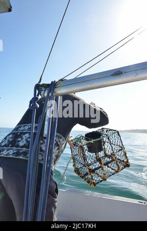 Fischer wirft Hummerfalle, Frankreich, Bretagne, Erquy Stockfoto